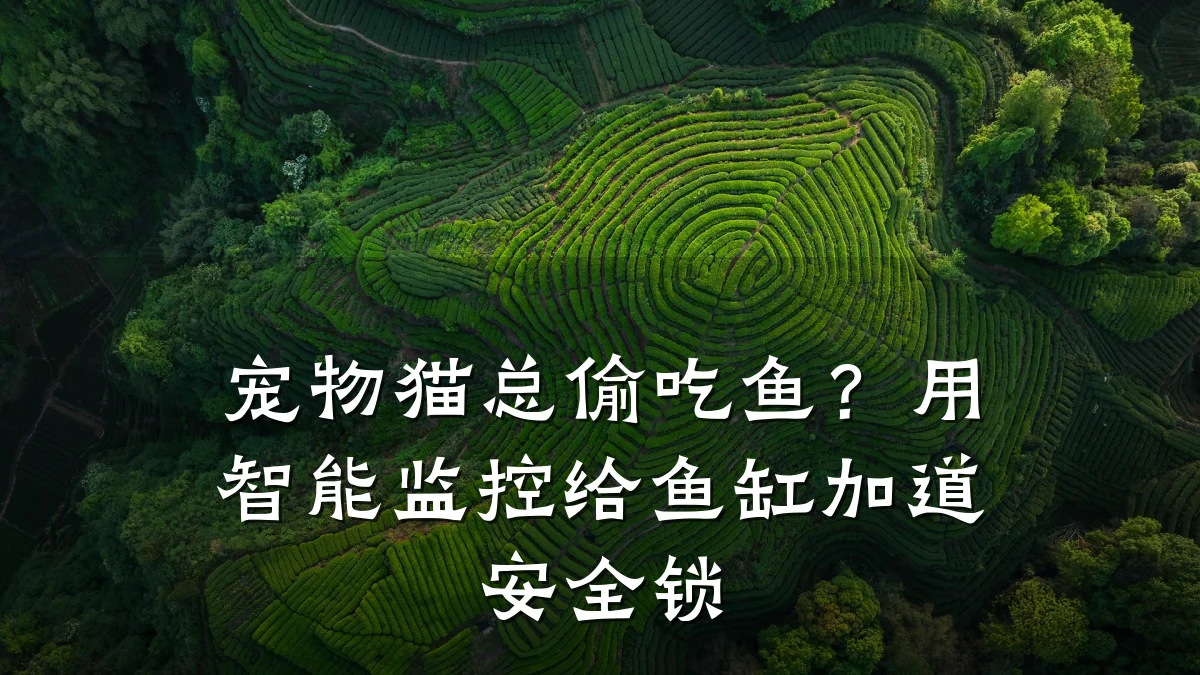 宠物猫总偷吃鱼？用智能监控给鱼缸加道安全锁