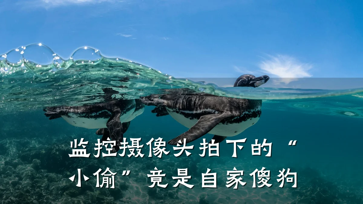 监控摄像头拍下的“小偷”竟是自家傻狗