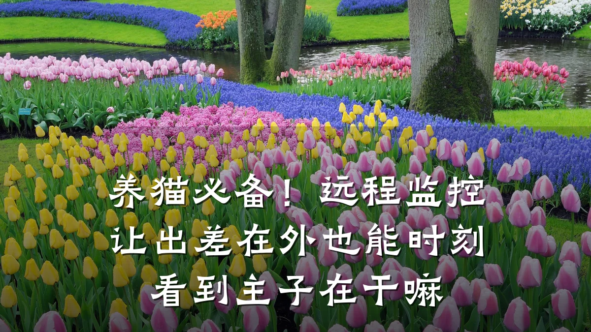 养猫必备!远程监控让出差在外也能时刻看到主子在干嘛