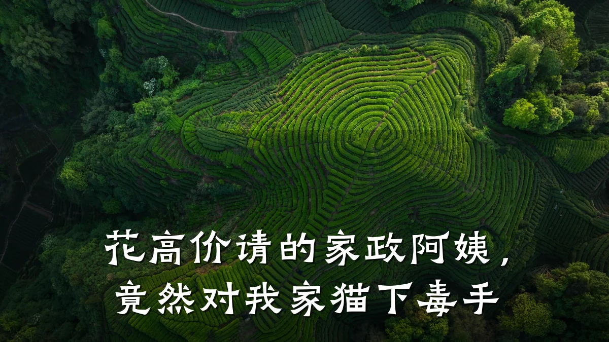 花高价请的家政阿姨，竟然对我家猫下毒手