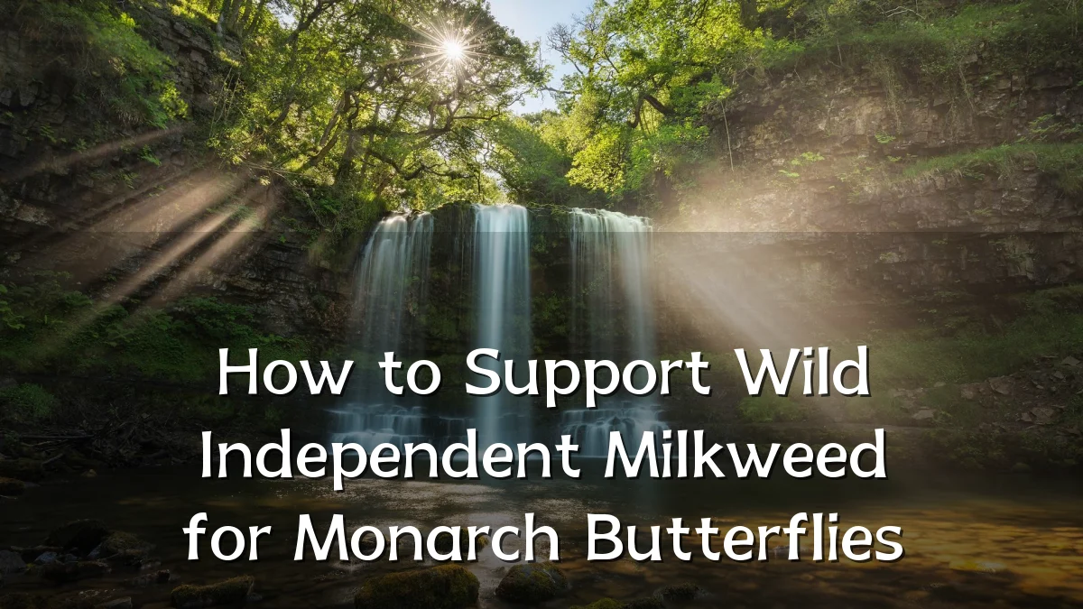 How to Support Wild Independent Milkweed for Monarch Butterflies