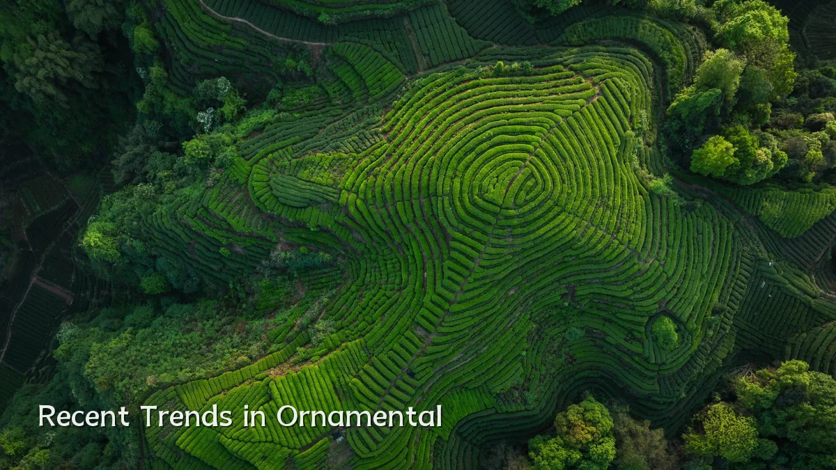 Recent Trends in Ornamental
