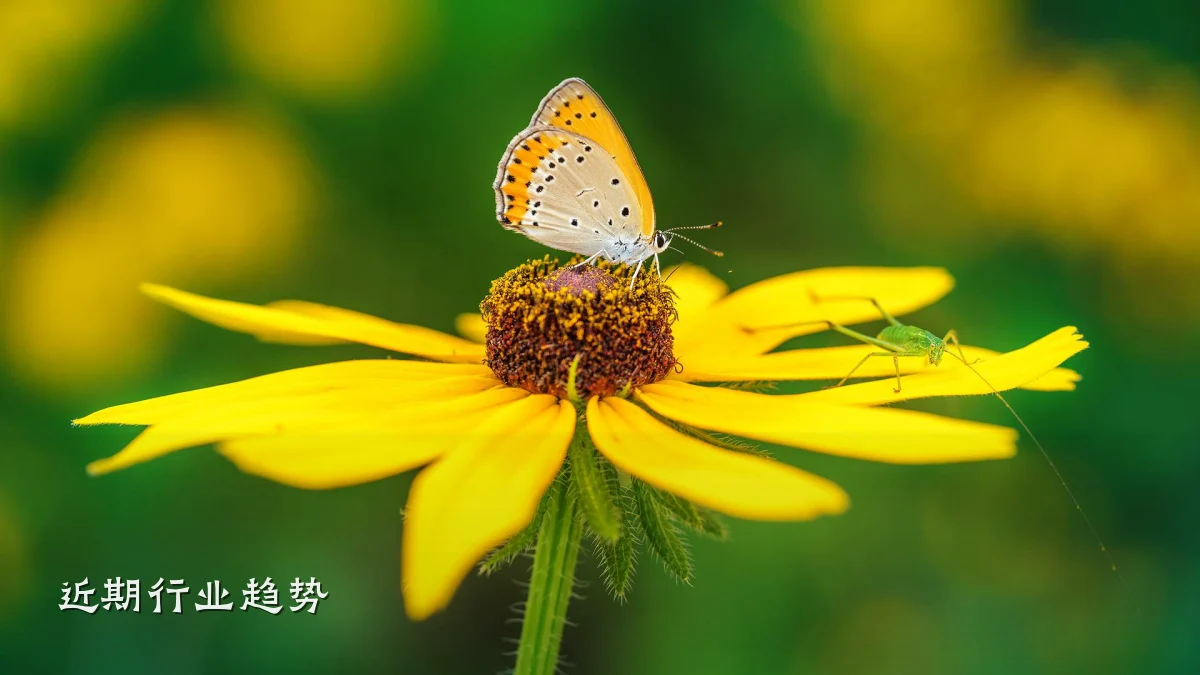 近期行业趋势