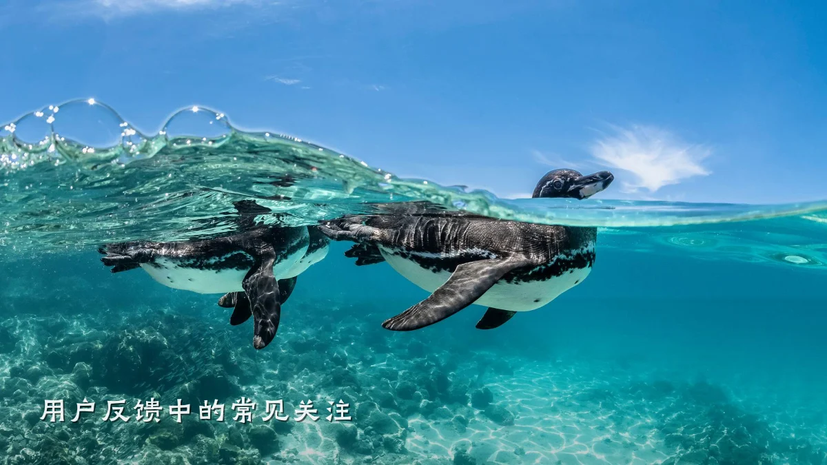 用户反馈中的常见关注